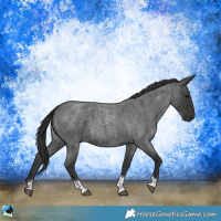 Horse Color:Blue Roan Tobiano Rabicano