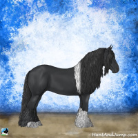 Horse Color:Black Tobiano Rabicano 