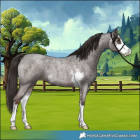 Horse Color:Liver Red Roan Sabino 