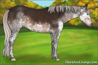 Horse Color:Gray Silver Brown Splash Tobiano 