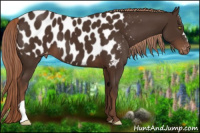 Horse Color:Liver Chestnut Appaloosa 