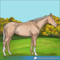Horse Color:Silver Classic Champagne Rabicano 