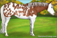 Horse Color:Silver Brown Splash Appaloosa Rabicano 