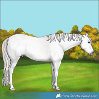Horse Color:Gray White Spotted Brown Dun Splash Appaloosa Rabicano