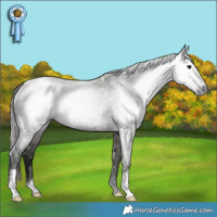 Horse Color:Gray Smoky Grullo Appaloosa Rabicano