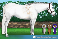 Horse Color:Gray Silver Buckskin Dun Splash Near Leopard Rabicano 