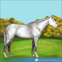 Horse Color:Gray Silver Brown Roan Appaloosa Rabicano 