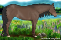 Horse Color:Liver Chestnut 