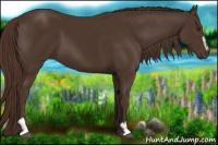 Horse Color:Liver Chestnut Sabino