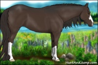 Horse Color:Liver Chestnut 