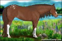 Horse Color:Liver Chestnut Appaloosa