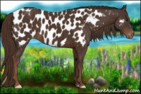 Horse Color:Liver Chestnut Appaloosa 