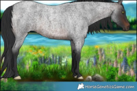 Horse Color:Brown Roan 