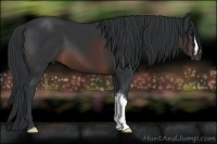 Horse Color:Brown 