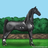 Horse Color:White Spotted Black 
