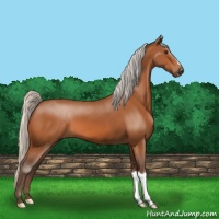 Horse Color:Silver Bay 