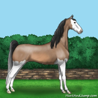 Horse Color:Bay Dun Splash 