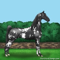 Horse Color:White Spotted Black 