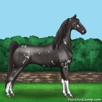 Horse Color:White Spotted Smoky Black Tobiano 
