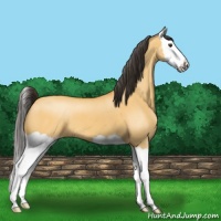 Horse Color:Buckskin Dun Splash 