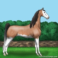 Horse Color:Bay Roan Splash