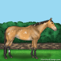 Horse Color:White Spotted Buckskin