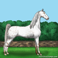 Horse Color:Gray Silver Classic Champagne Roan Near Leopard Rabicano