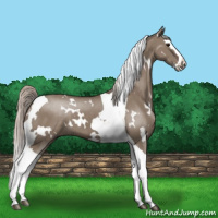 Horse Color:White Spotted Silver Grullo Splash Tobiano
