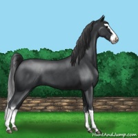 Horse Color:Blue Roan Splash 