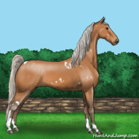 Horse Color:White Spotted Silver Bay Tobiano 