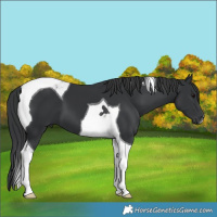 Horse Color:Black Tobiano 