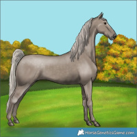 Horse Color:Silver Grullo 