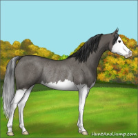 Horse Color:Grullo Splash Rabicano