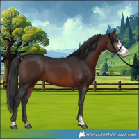 Horse Color:Brown Sabino 