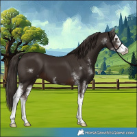 Horse Color:Liver Chestnut Sabino 