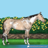 Horse Color:White Spotted Bay Dun