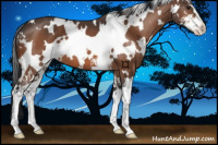 Horse Color:White Spotted Bay Sabino