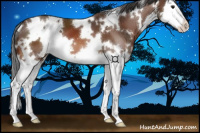 Horse Color:White Spotted Brown Splash 
