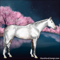 Horse Color:Gray White Spotted Bay 