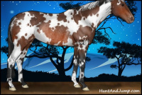 Horse Color:White Spotted Bay Varnish Rabicano 