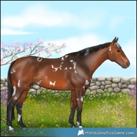 Horse Color:White Spotted Bay 