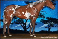 Horse Color:White Spotted Silver Bay Varnish 
