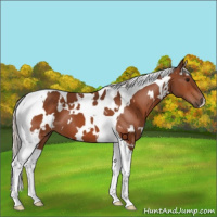 Horse Color:White Spotted Silver Bay Tobiano