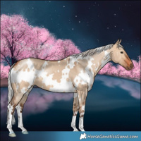 Horse Color:White Spotted Silver Bay Dun