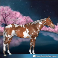 Horse Color:White Spotted Silver Brown