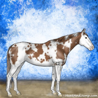 Horse Color:White Spotted Chestnut Splash Varnish 