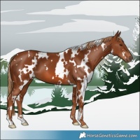 Horse Color:White Spotted Chestnut 