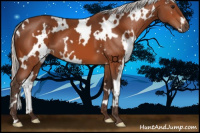 Horse Color:White Spotted Silver Bay 