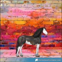 Horse Color:Buckskin Splash 