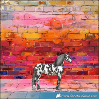 Horse Color:Buckskin Leopard 